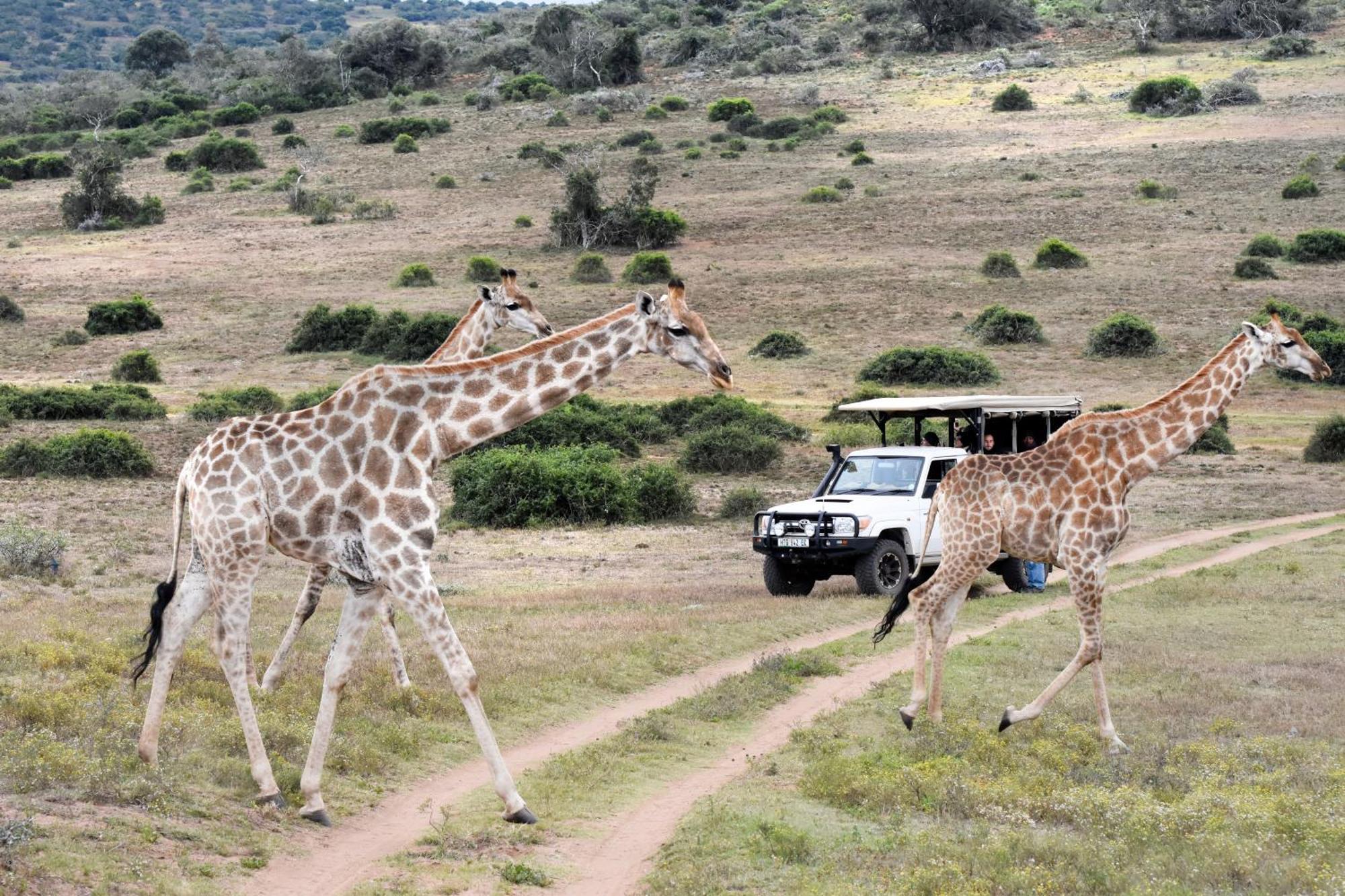 Zuurberg Mountain Village Addo Dış mekan fotoğraf
