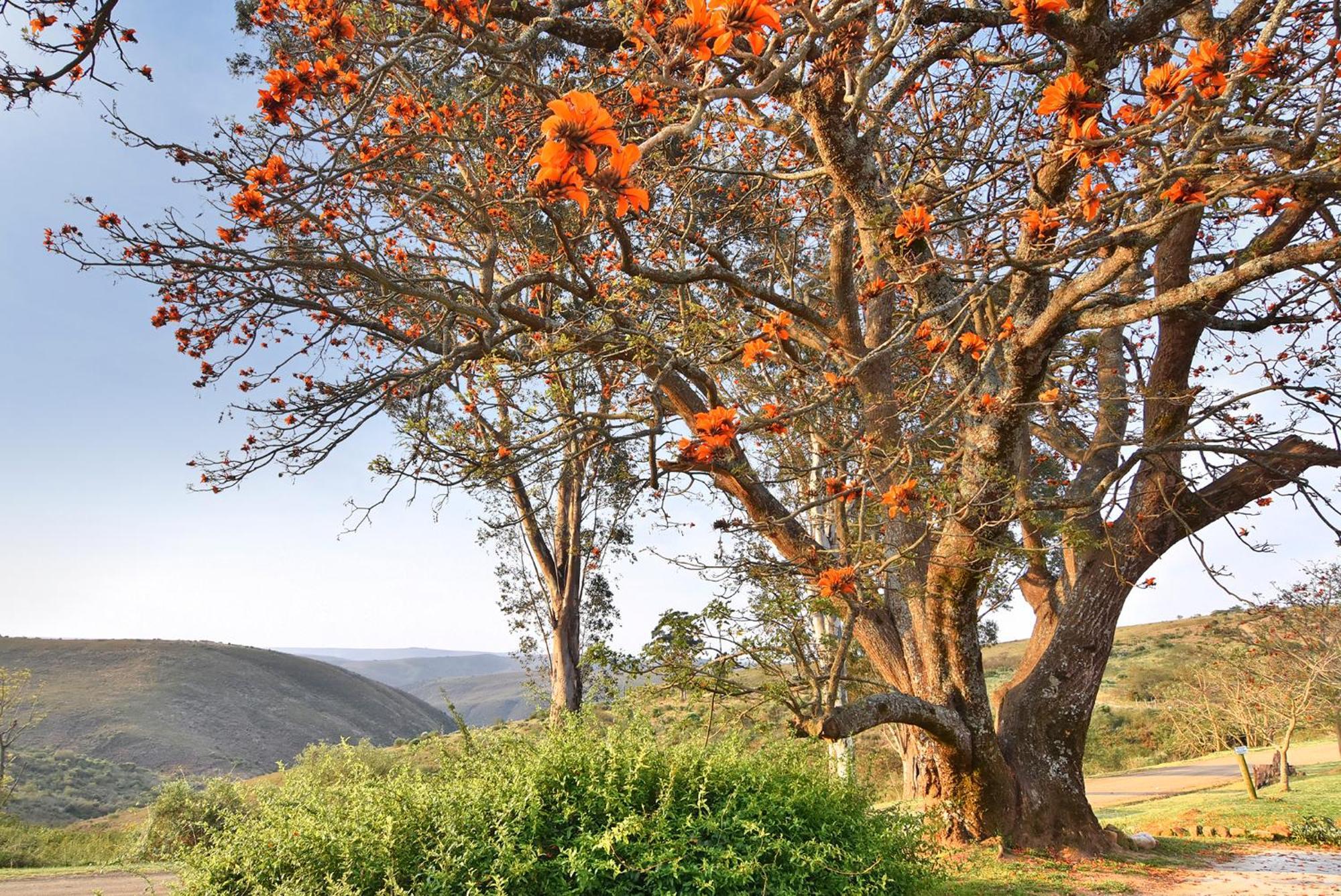 Zuurberg Mountain Village Addo Dış mekan fotoğraf